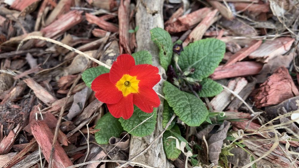 Flor 3