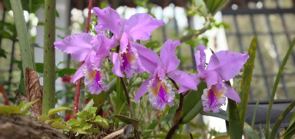Flor 4