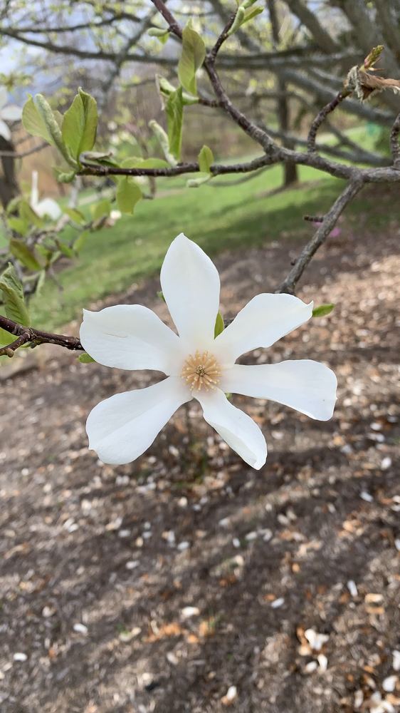 Flor 7