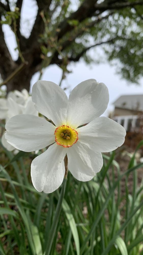 Flor 8