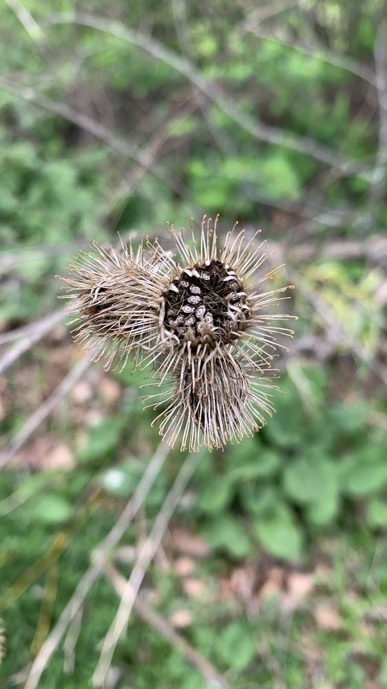 Flor 9