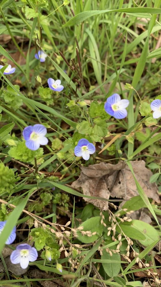 Flor 10