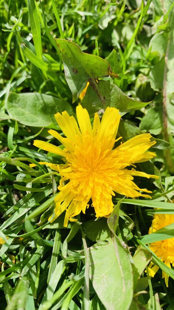 Flor 12