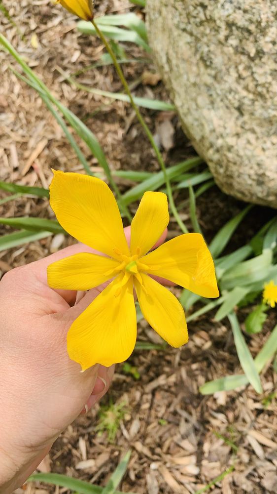 Flor 19