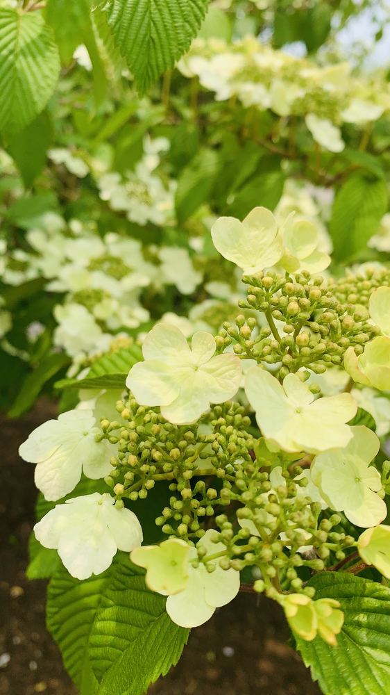 Flor 20