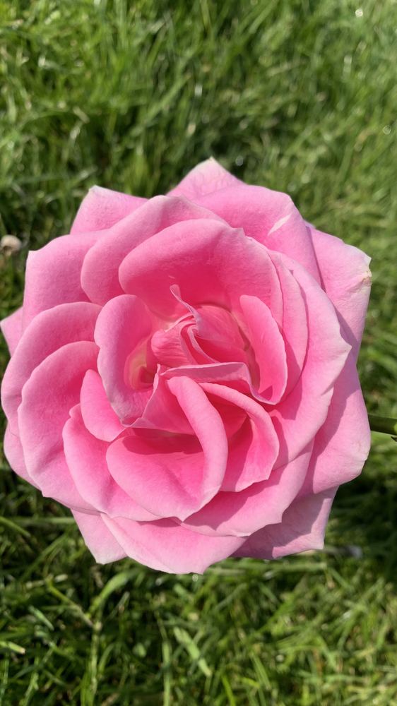 Flor 25
