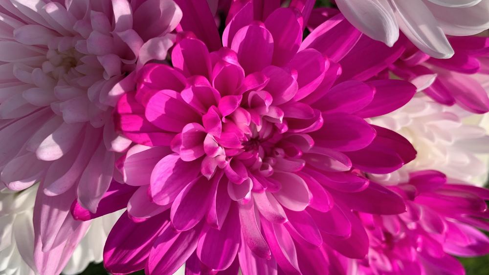 Flor 26