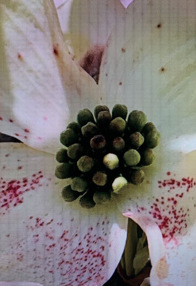Flor 27
